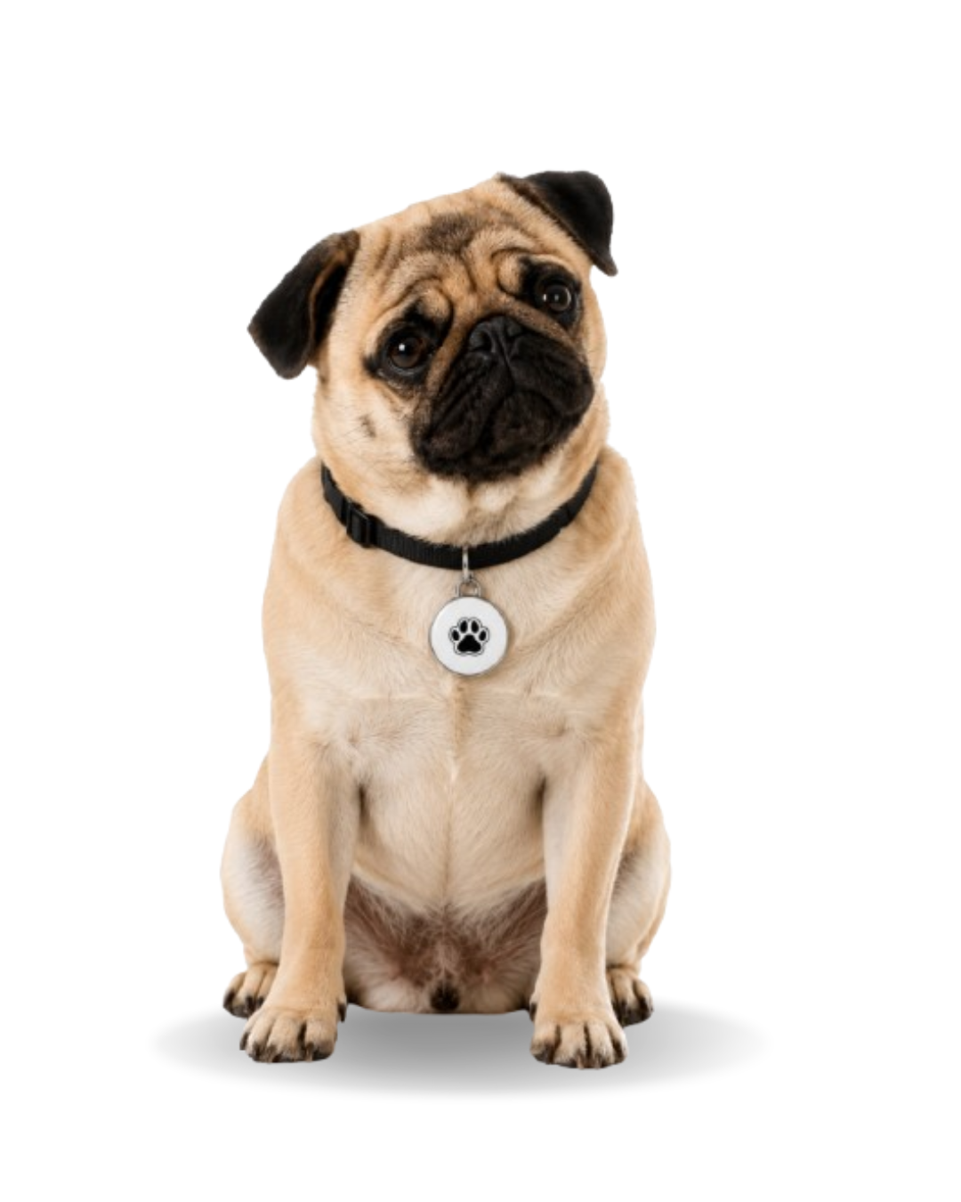 WEBTAG PET